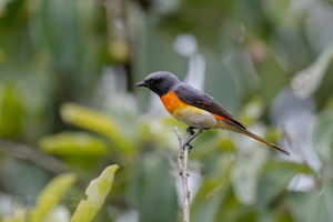 Small Minivet (Pericrocotus cinnamomeus)02