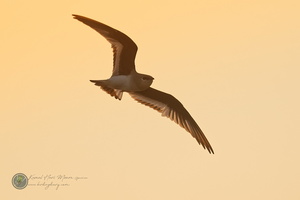 Small Pratincole (Glareola lactea)