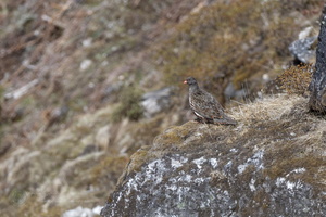 Snow Partridge (Lerwa lerwa)