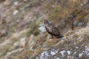 Snow Partridge (Lerwa lerwa)01