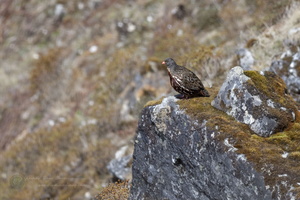 Snow Partridge (Lerwa lerwa)02