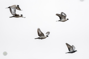 Snow Pigeon (Columba leuconota) (2)