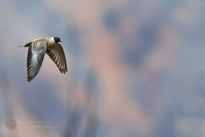 Snow Pigeon (Columba leuconota) (3)