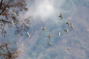 Snow Pigeon (Columba leuconota) (5)