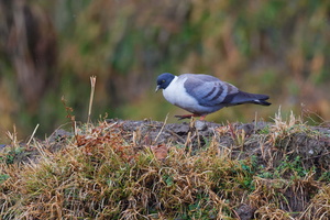 Snow Pigeon (Columba leuconota) (6)