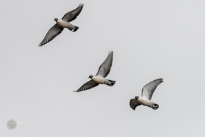Snow Pigeon (Columba leuconota) (8)