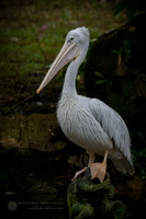Spot-billed Pelican (Pelecanus philippensis) (1)