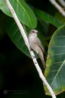 Spotted flycatcher (Muscicapa striata)