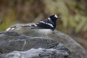Spotted Forktail (Enicurus maculatus) (1)