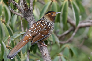 Spotted Laughingthrush (Garrulax ocellatus) (8)