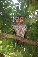 Spotted Wood Owl (Strix seloputo) (1)