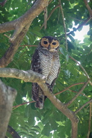 Spotted Wood Owl (Strix seloputo) (2)