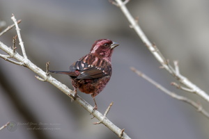 Spot-winged Rosefinch (Carpodacus rodopeplus)(2)