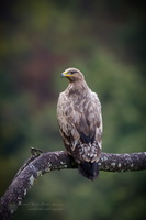 Steppe Eagle (Aquila nipalensis) (3)