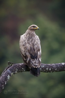 Steppe Eagle (Aquila nipalensis) (4)