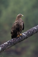 Steppe Eagle (Aquila nipalensis) (5)