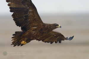 Steppe Eagle (Aquila nipalensis)01 (1)