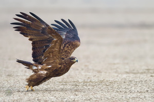 Steppe Eagle (Aquila nipalensis)01 (2)