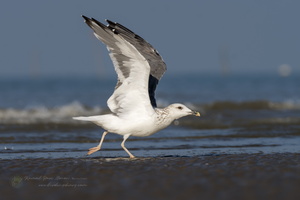 Steppe Gull (Larus fuscus barabensis) (1)