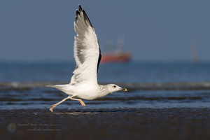 Steppe Gull (Larus fuscus barabensis) (2)