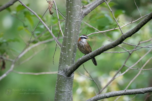Streak-breasted Scimitar Babbler (Pomatorhinus ruficollis) (2)