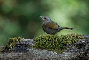 Streaked Laughingthrush (Trochalopteron lineatum)(01)