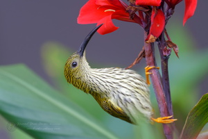 Streaked Spiderhunter (Arachnothera magna) (1)