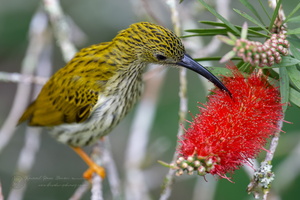 Streaked Spiderhunter (Arachnothera magna) (2)