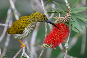 Streaked Spiderhunter (Arachnothera magna) (3)