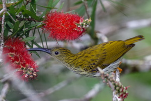 Streaked Spiderhunter (Arachnothera magna) (4)