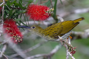 Streaked Spiderhunter (Arachnothera magna) (5)