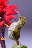Streaked Spiderhunter (Arachnothera magna) (6)