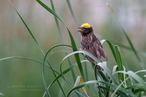 Streaked Weaver (Ploceus manyar)