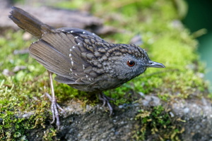 Streaked Wren-babbler (Turdinus brevicaudatus) (1)