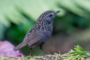 Streaked Wren-babbler (Turdinus brevicaudatus) (2)