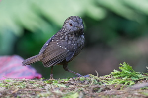 Streaked Wren-babbler (Turdinus brevicaudatus) (3)