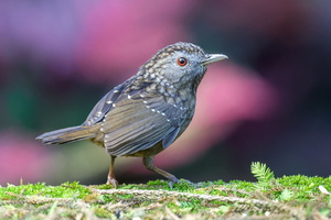 Streaked Wren-babbler (Turdinus brevicaudatus) (4)