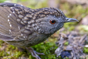 Streaked Wren-babbler (Turdinus brevicaudatus) (5)
