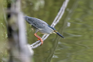 Striated heron (Butorides striata)