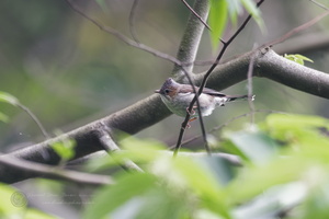 Striated Yuhina (Yuhina castaniceps)