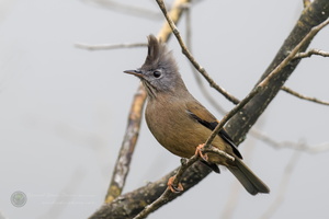 Stripe-throated Yuhina (Yuhina gularis)