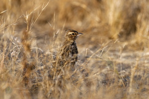 Sykes's Lark (Galerida deva) (1)