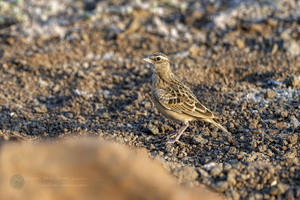 Sykes's Lark (Galerida deva) (2)