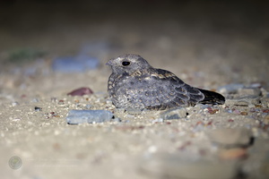 Sykes's Nightjar (Caprimulgus mahrattensis)