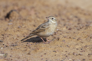 Tawny Pipit (Anthus campestris) (1)