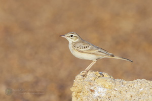 Tawny Pipit (Anthus campestris) (2)