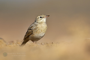 Tawny Pipit (Anthus campestris) (4)