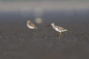 Terek Sandpiper (Xenus cinereus) (01)