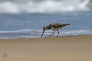 Terek sandpiper (Xenus cinereus) (1)