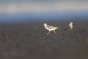 Terek Sandpiper (Xenus cinereus) (02)